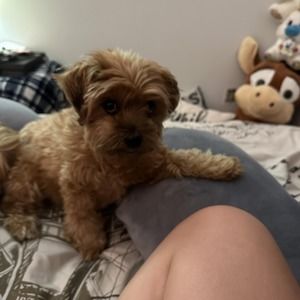 Meet your Posher, Vanessa